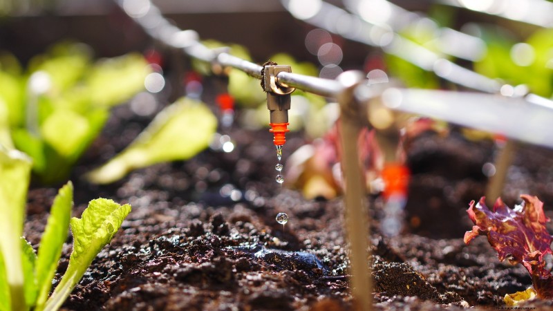 Gemüsegarten in Zone 4:Ein vollständiger Leitfaden für den Erfolg 