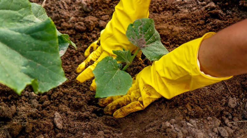 Gemüsegarten in Zone 4:Ein vollständiger Leitfaden für den Erfolg 