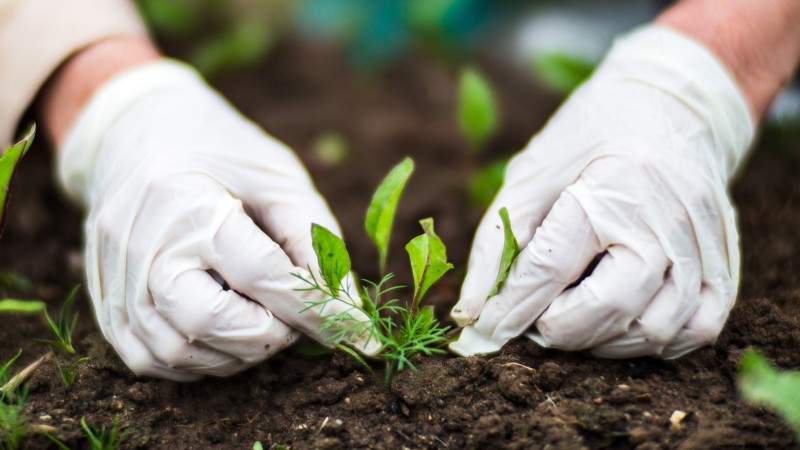 Gemüsegarten in Zone 4:Ein vollständiger Leitfaden für den Erfolg 