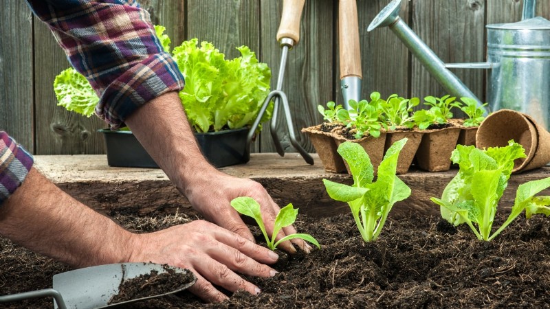 Gemüsegarten in Zone 4:Ein vollständiger Leitfaden für den Erfolg 