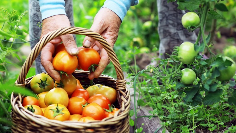 Gemüsegarten in Zone 4:Ein vollständiger Leitfaden für den Erfolg 