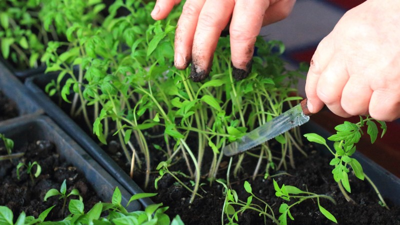 Ausdünnung von Tomatensämlingen:5 Gründe und Anleitung 