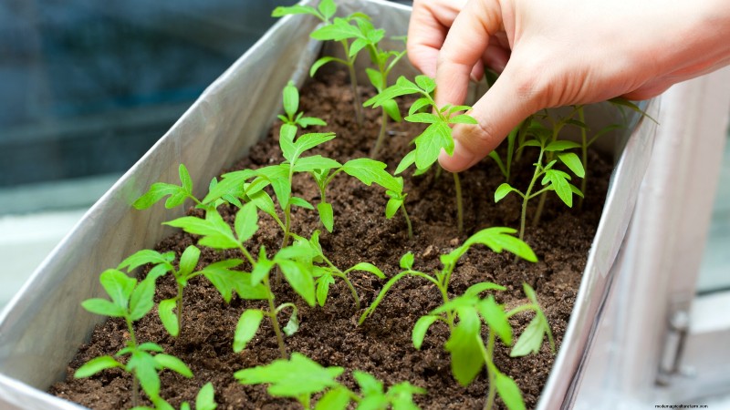 Ausdünnung von Tomatensämlingen:5 Gründe und Anleitung 