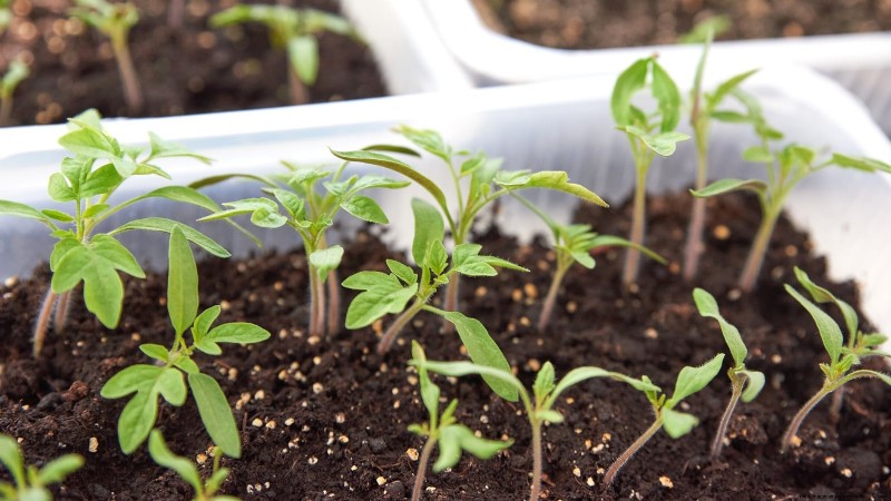 Ausdünnung von Tomatensämlingen:5 Gründe und Anleitung 