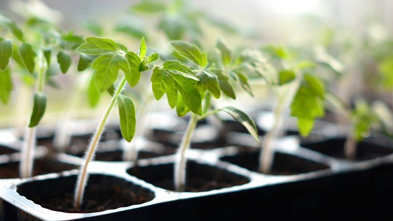 Ausdünnung von Tomatensämlingen:5 Gründe und Anleitung 
