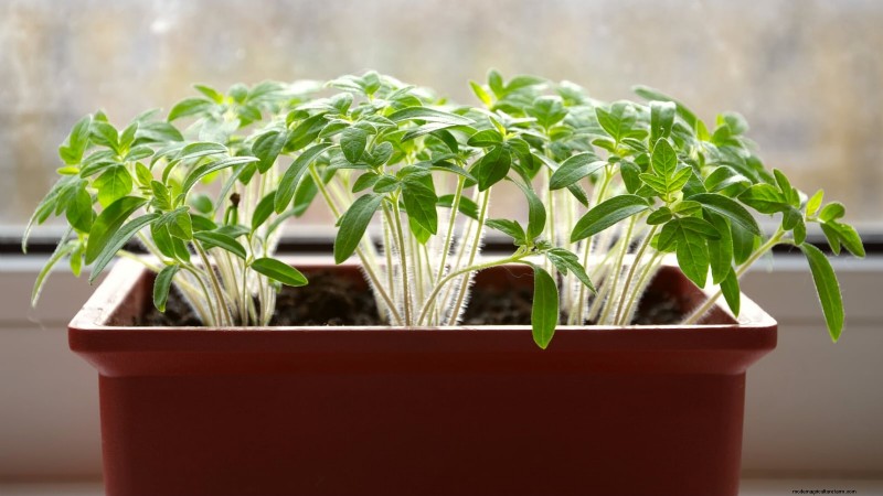 Ausdünnung von Tomatensämlingen:5 Gründe und Anleitung 