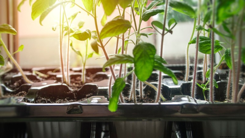 Ausdünnung von Tomatensämlingen:5 Gründe und Anleitung 