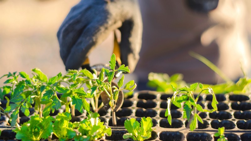 Ausdünnung von Tomatensämlingen:5 Gründe und Anleitung 