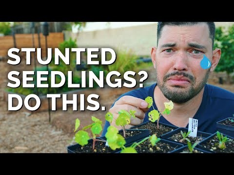 Ausdünnung von Tomatensämlingen:5 Gründe und Anleitung 