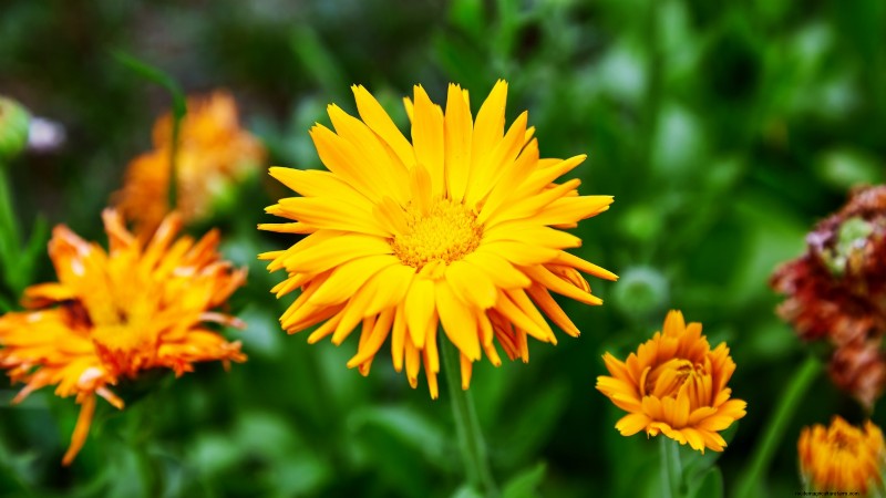 Gemakkelijk te kweken kruiden uit zaad:een beginnershandleiding 