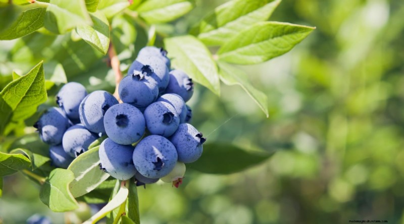 Blaubeersorten:Ein umfassender Leitfaden für Gärtner 