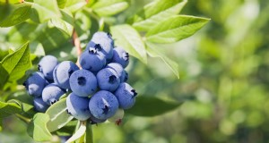Bosbessenvariëteiten:een uitgebreide gids voor tuinders 