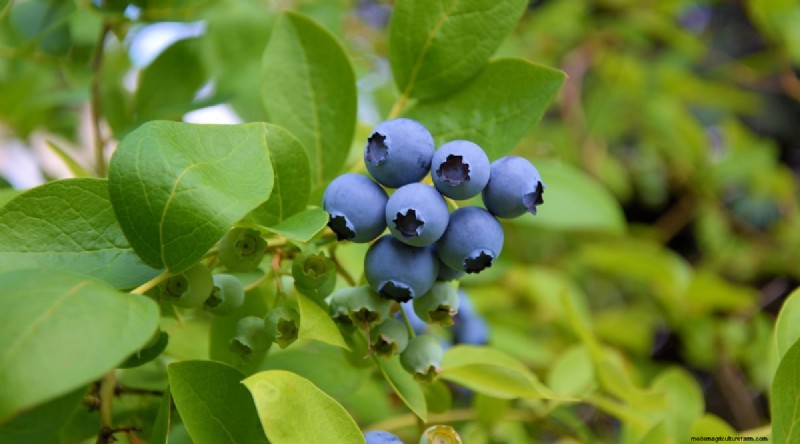 Blaubeersorten:Ein umfassender Leitfaden für Gärtner 