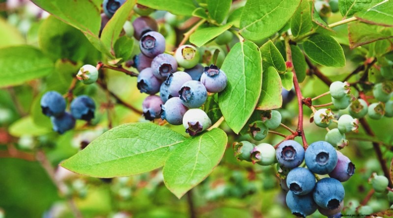 Blaubeersorten:Ein umfassender Leitfaden für Gärtner 