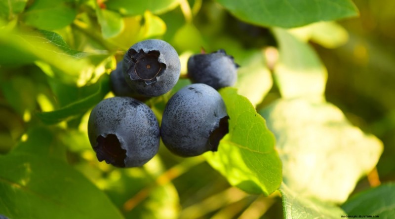 Blaubeersorten:Ein umfassender Leitfaden für Gärtner 