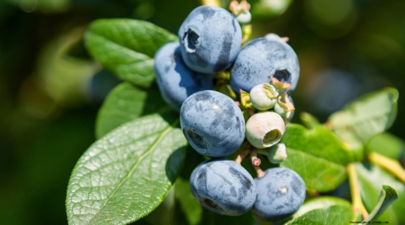 Blaubeersorten:Ein umfassender Leitfaden für Gärtner 