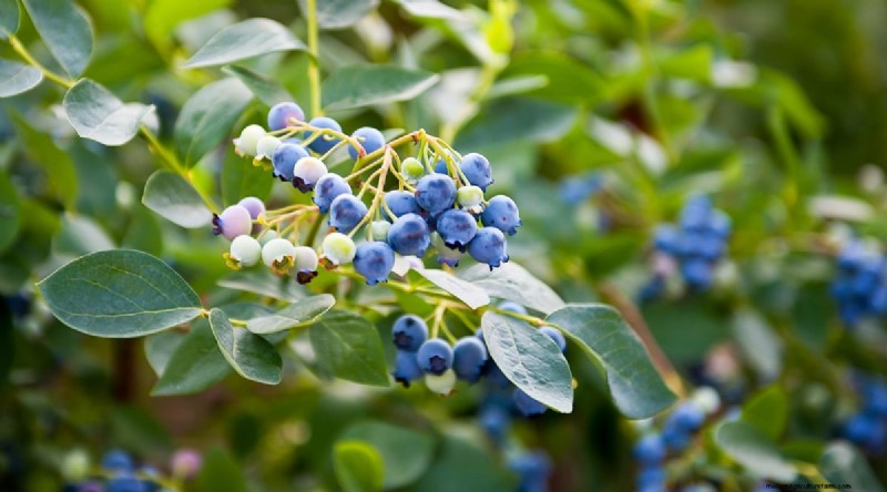 Blaubeersorten:Ein umfassender Leitfaden für Gärtner 