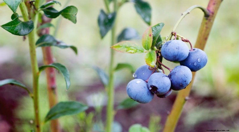 Blaubeersorten:Ein umfassender Leitfaden für Gärtner 