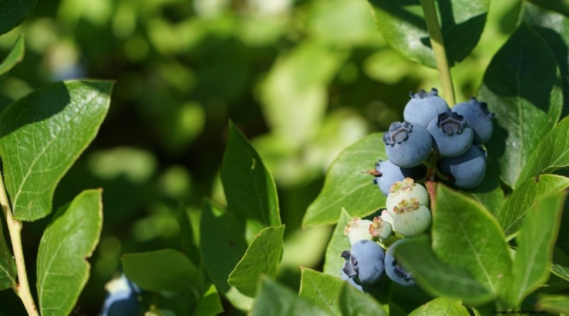 Blaubeersorten:Ein umfassender Leitfaden für Gärtner 