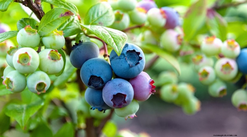 Blaubeersorten:Ein umfassender Leitfaden für Gärtner 