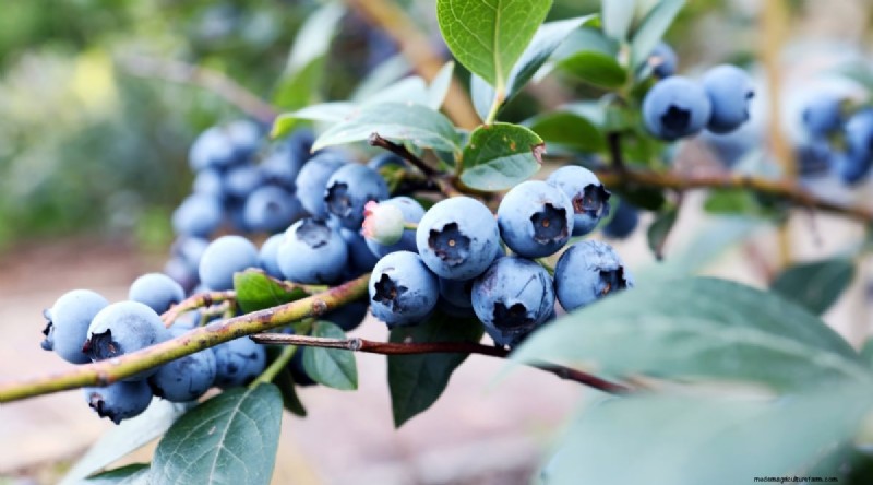 Blaubeersorten:Ein umfassender Leitfaden für Gärtner 