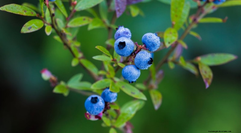 Blaubeersorten:Ein umfassender Leitfaden für Gärtner 