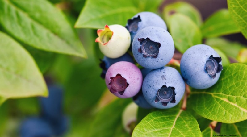 Blaubeersorten:Ein umfassender Leitfaden für Gärtner 