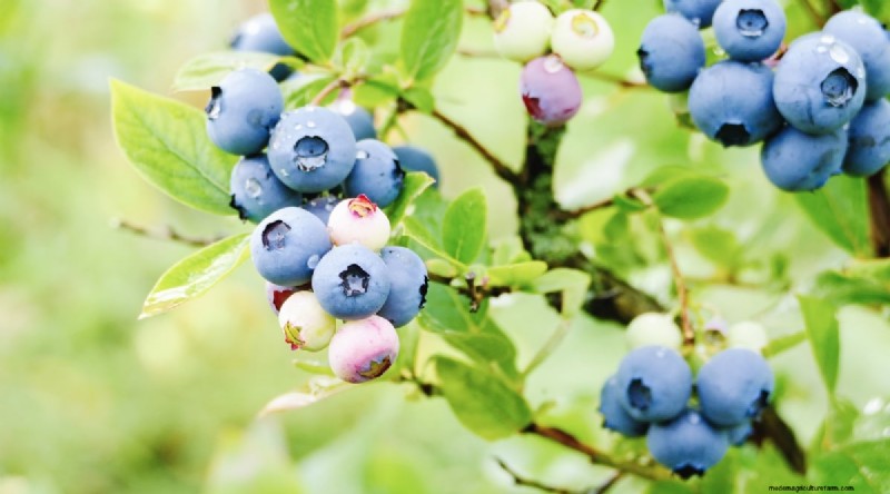 Blaubeersorten:Ein umfassender Leitfaden für Gärtner 