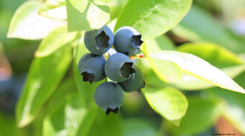 Blaubeersorten:Ein umfassender Leitfaden für Gärtner 