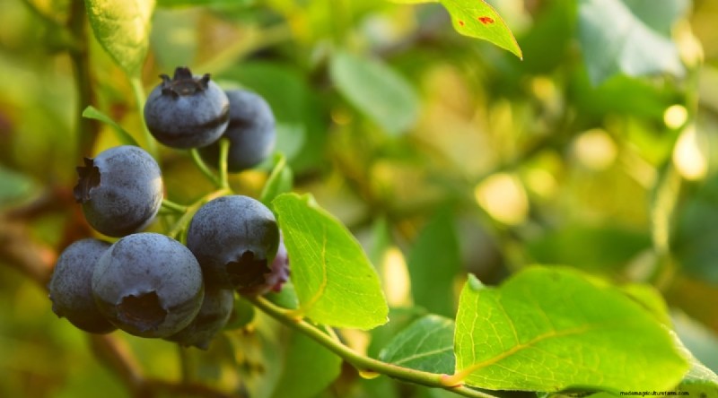 Blaubeersorten:Ein umfassender Leitfaden für Gärtner 