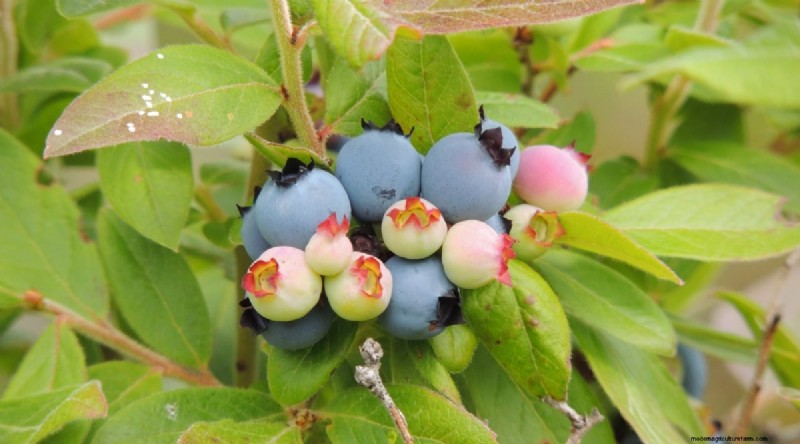 Blaubeersorten:Ein umfassender Leitfaden für Gärtner 