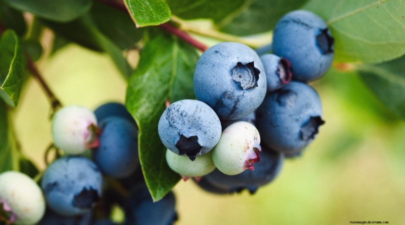 Blaubeersorten:Ein umfassender Leitfaden für Gärtner 