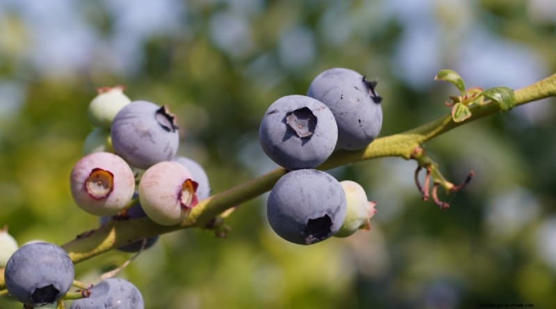 Blaubeersorten:Ein umfassender Leitfaden für Gärtner 