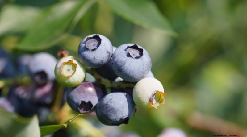 Blaubeersorten:Ein umfassender Leitfaden für Gärtner 
