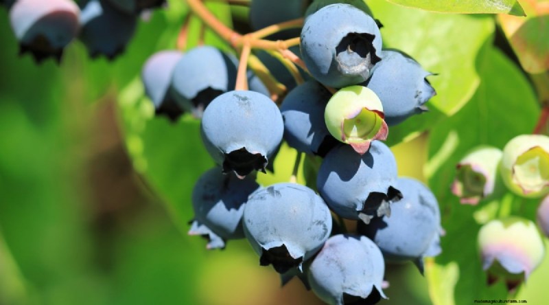 Blaubeersorten:Ein umfassender Leitfaden für Gärtner 