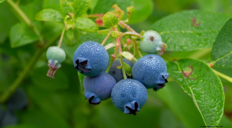 Blaubeersorten:Ein umfassender Leitfaden für Gärtner 