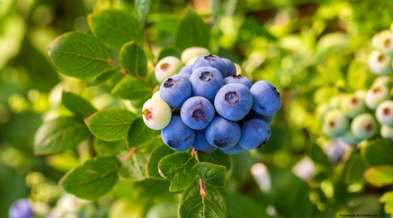 Blaubeersorten:Ein umfassender Leitfaden für Gärtner 
