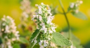 Catnip kweken:een complete gids voor beginners en experts 