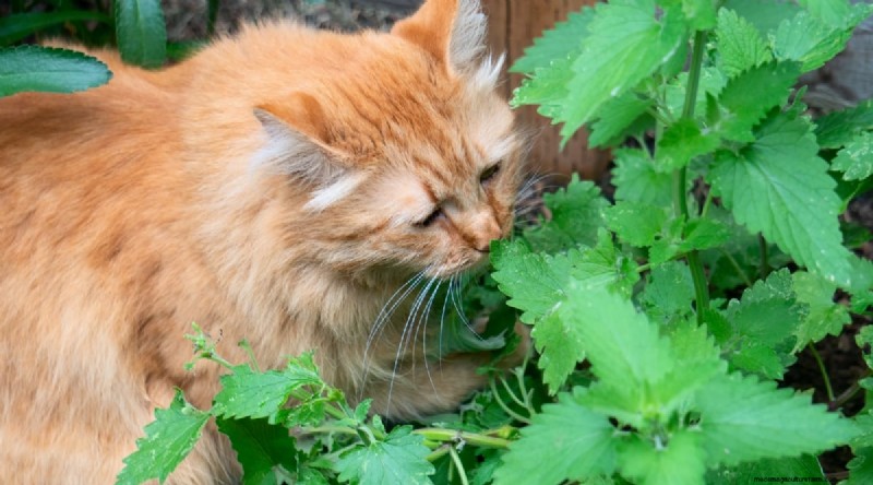 Katzenminze anbauen:Ein vollständiger Leitfaden für Anfänger und Experten 