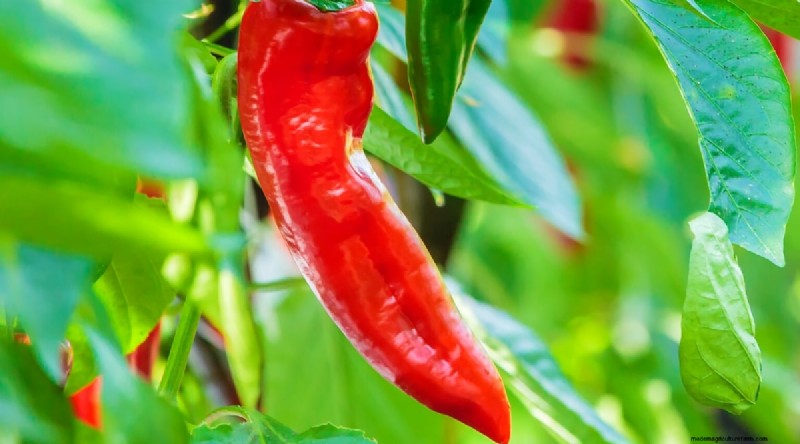 Jimmy Nardello Peppers:Anbau, Pflege und kulinarische Verwendung 