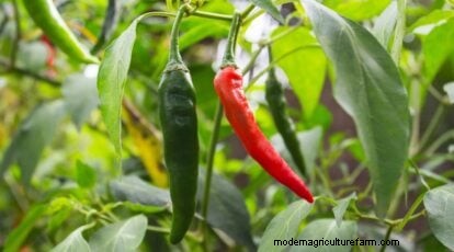 Jimmy Nardello Peppers:Anbau, Pflege und kulinarische Verwendung 