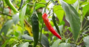 Jimmy Nardello Peppers:groeien, verzorgen en culinair gebruik 
