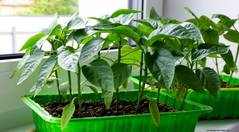 Jimmy Nardello Peppers:Anbau, Pflege und kulinarische Verwendung 