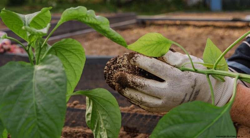 Jimmy Nardello Peppers:Anbau, Pflege und kulinarische Verwendung 