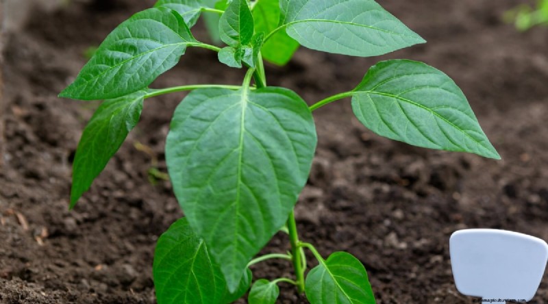 Jimmy Nardello Peppers:Anbau, Pflege und kulinarische Verwendung 