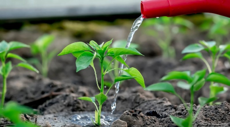 Jimmy Nardello Peppers:Anbau, Pflege und kulinarische Verwendung 