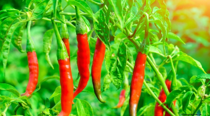 Jimmy Nardello Peppers:Anbau, Pflege und kulinarische Verwendung 