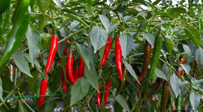 Jimmy Nardello Peppers:Anbau, Pflege und kulinarische Verwendung 