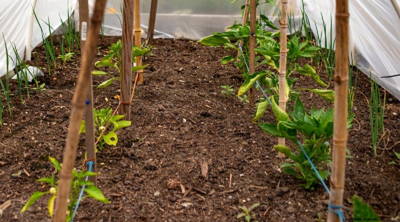 Jimmy Nardello Peppers:Anbau, Pflege und kulinarische Verwendung 