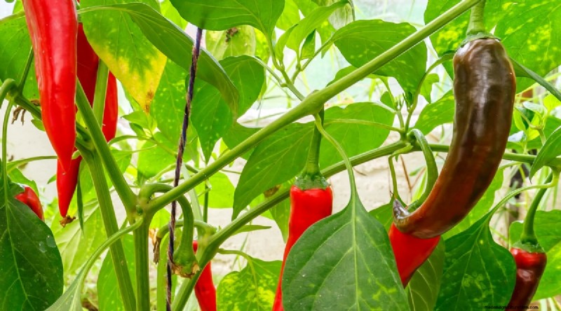 Jimmy Nardello Peppers:Anbau, Pflege und kulinarische Verwendung 